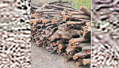 Greater Noida factory’s compound sealed after 980 trees felled