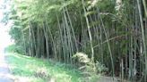 Bill to Ban Bamboo Takes Root in Wicomico County