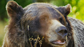 Get Bear-Savvy: Check out Bear Awareness Days at KHMR - The Golden Star