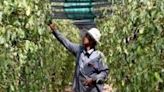 The changing weather meant farmers were unable to expand their farms, and instead were stuck struggling to keep their existing plants alive