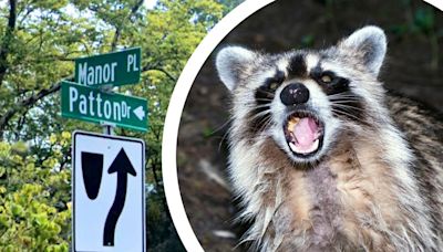 NJ woman says rabid raccoon chased her before being caught