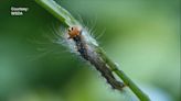 Treatment begins to eradicate spongy moth caterpillars amid emergency proclamation