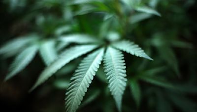 Partidarios de la marihuana creen que reclasificación federal ayudará a legalización a nivel estatal