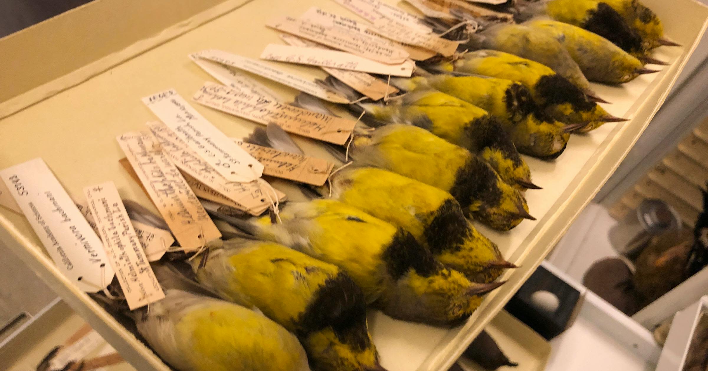 126 birds on list 'lost to science'