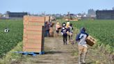 Congresistas denuncian los peligros del campo para niños trabajadores