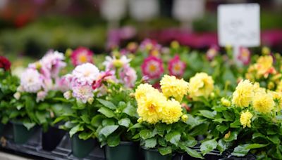 The advantages of shopping local for gardening supplies: Your neighborhood garden center is a local superstar.