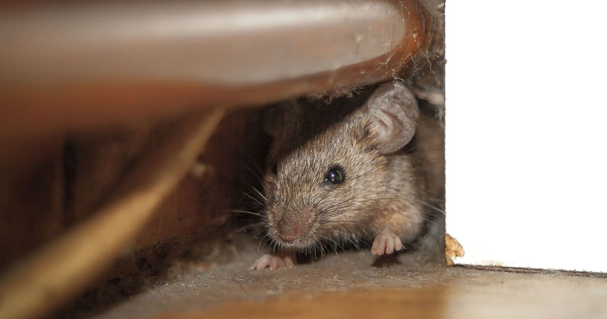 Rats and mice stay away from homes when using 1 natural item they hate and fear