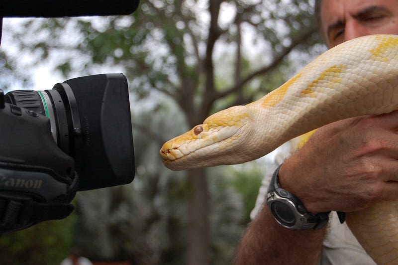 Yikes! Biggest slithering Burmese pythons caught in Florida Python Challenge