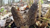Looking for morel mushrooms? Tri-State expert mushroom hunter offers tips for finding them
