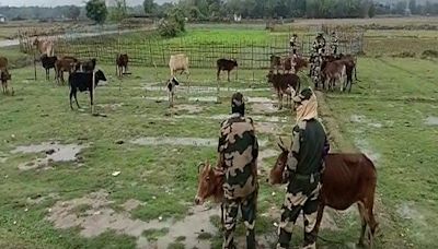 Don’t drag BSF into beef politics. MoS issuing permit for 'sacred' cow is unqualified hypocrisy