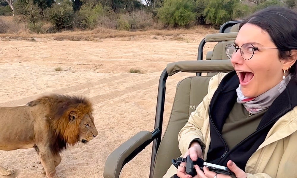 Watch: Safari guest can't believe she is this close to a lion