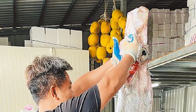 今年頻現蹤 地震魚口感嫩富商機