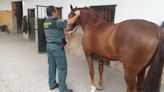 Investigan al piloto de un dron que tumbó a un menor de un caballo en Tenerife