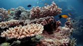 Cientistas congelam pedaços da Grande Barreira de Corais em iniciativa de preservação
