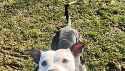 Pit bull terrier Pear and her friends seek adoption from the Beaver County Humane Society