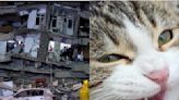 Un gato fue rescatado debajo de los escombros del terremoto en Turquía y las imágenes conmovieron al mundo