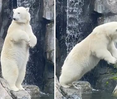 Polar bear at Alaska Zoo gives off Olympic vibe with adorable dive into pool: Watch the cute belly flop
