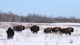 Buffalo herd released on Witchekan Lake First Nation in Saskatchewan