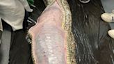 Viral video reveals entire alligator inside Burmese python's stomach in Florida