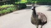日本愛媛動物園巨鳥出走 最終捕回仍受驚死亡