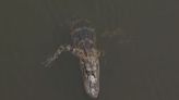 Workers relocate gator from Flagler County park