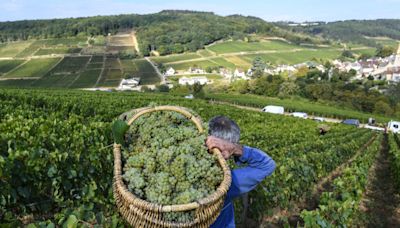 Objectif vins de Bourgogne haut de gamme: les grandes manœuvres de François Pinault