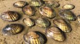Six Texas freshwater mussels, the 'livers of the rivers,' added to endangered species list