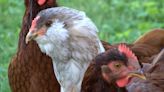 Backyard chicken proposal to go before Peoria City Council