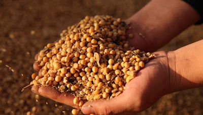 Produtores de soja da Argentina aguardam alta de preços para vender safra prejudicada por chuvas Por Reuters