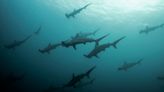 Hammerhead sharks are vanishing from their mountain homes in the Gulf of California, divers say