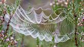Spiders Use Their Webs as Giant Microphones to Hear What's Going on Around Them, Says New Research
