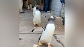 Penguins march in adorable ‘parade’ through Pittsburgh Zoo and Aquarium