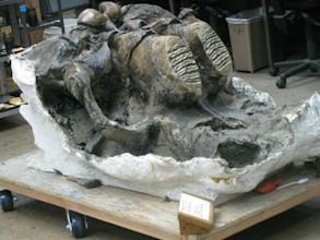 Columbian mammoth