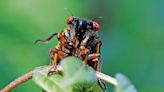 How do cicadas make those noises?