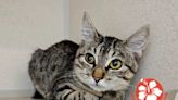 Cats from Maui shelters up for adoption now at Seattle Humane Society