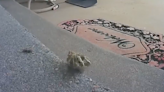 Fedex driver kills venomous rattlesnake balled up on customer’s porch: ‘Sorry about the blood’