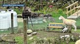 Moose seen interacting with farm animals at Sullivan sanctuary