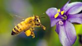 Día Mundial de las Abejas, principales polinizadoras del planeta