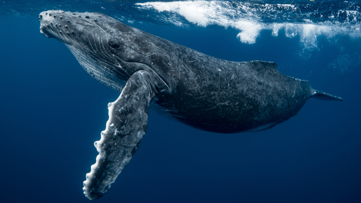 Snorkeler in Australia Gets ‘Launched’ Out of Ocean by Humpback Whale in Wild Video