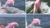 Rare pink dolphin spotted off the coast of North Carolina: See pics - ​Rare pink dolphin