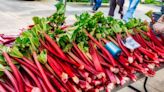 Rhubarb can be stored 'for up to two weeks' when 'done right' with simple method