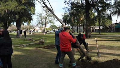 La Municipalidad explicó cómo se pide que planten árboles en los barrios de Santa Fe