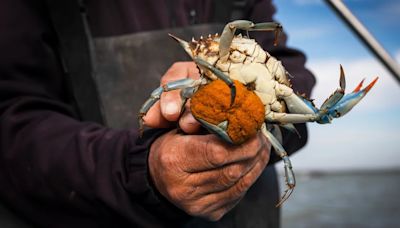 La invasión del cangrejo azul está trastornando las tradiciones culinarias y la ecología de Italia