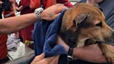 Rescatan a perrito naufrago que nadaba sin rumbo en el Golfo de México