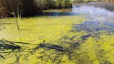 ADVISORY | Blue-green algae bloom found in Allegan's Duck Lake