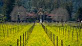 Spectacular fields of yellow mustard draw visitors to Northern California's wine country