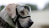 Famous Mexican search and rescue dog Frida dies