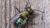 Why Mason Bees Are The Unsung Heroes Of The Garden