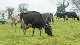 ‘Get a second opinion on fodder stocks’ – Teagasc