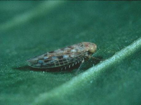 ...As Virus Threatens California Central Valley Tomatoes, Congressman Josh Harder Urges USDA to Support Growers’ Efforts...